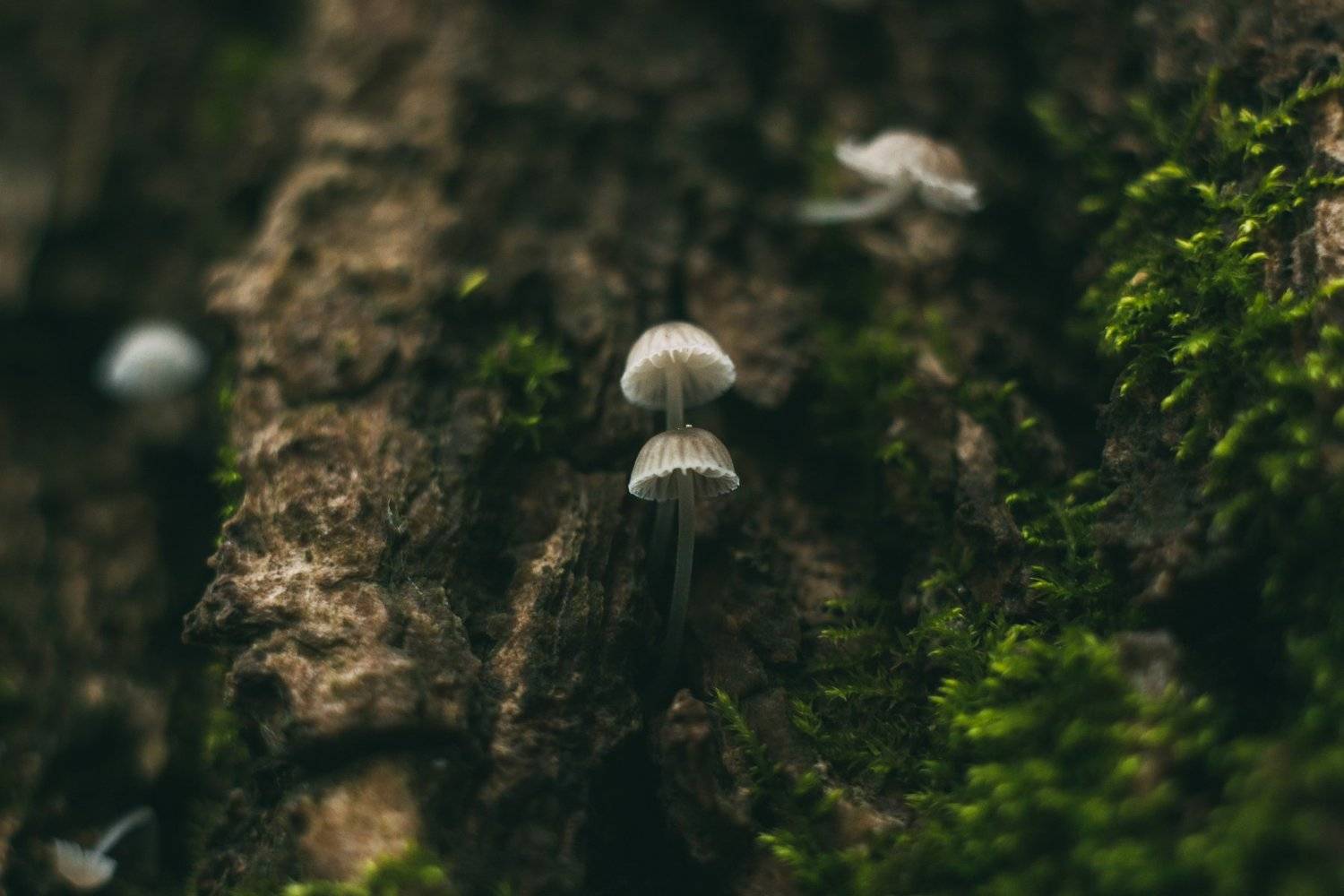 , Цветков Сергей