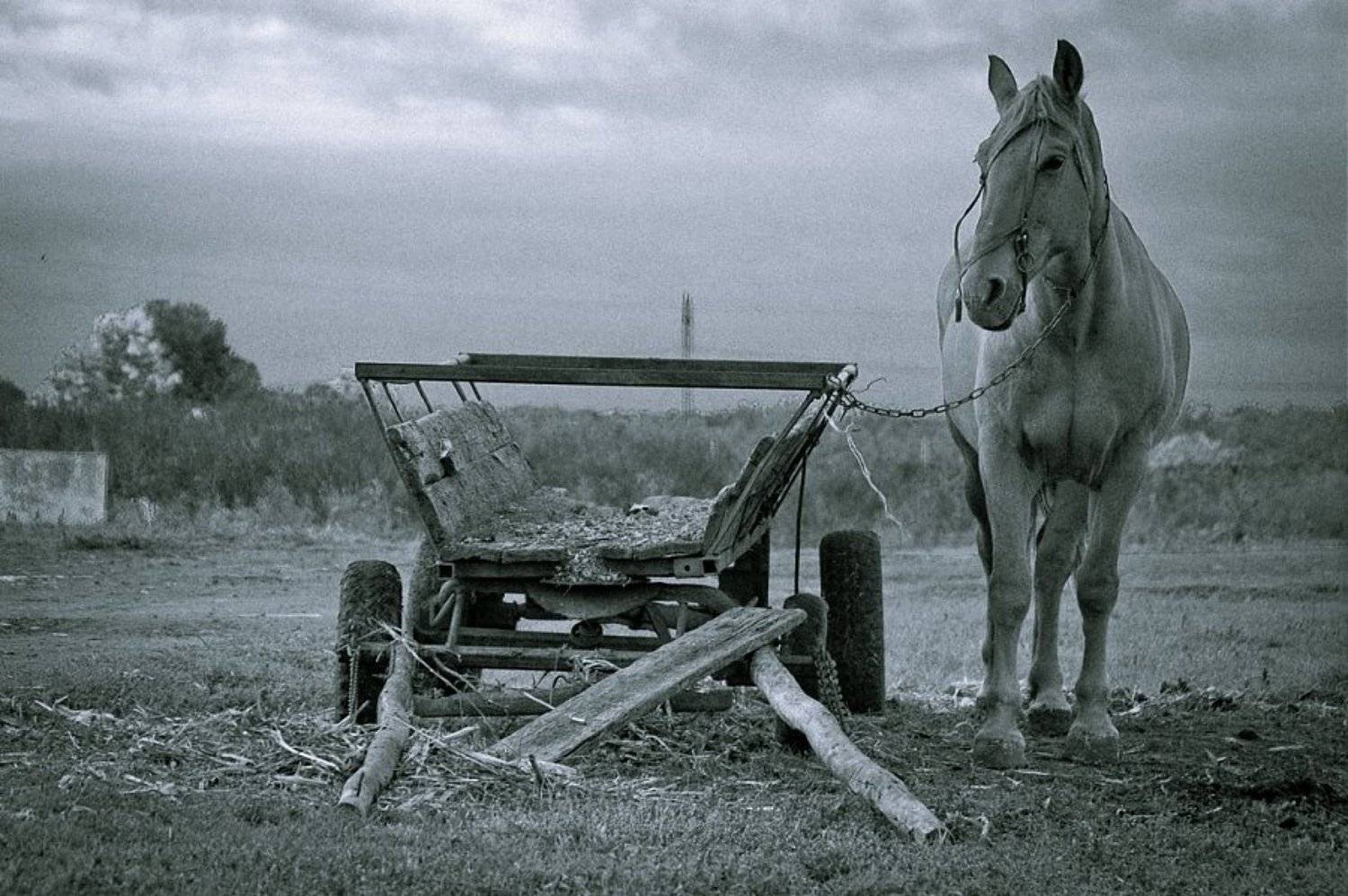 животные,лошадь,лошадка,утро,природа,ч/б,черно-белое,фото,, Кондратюк Андрей