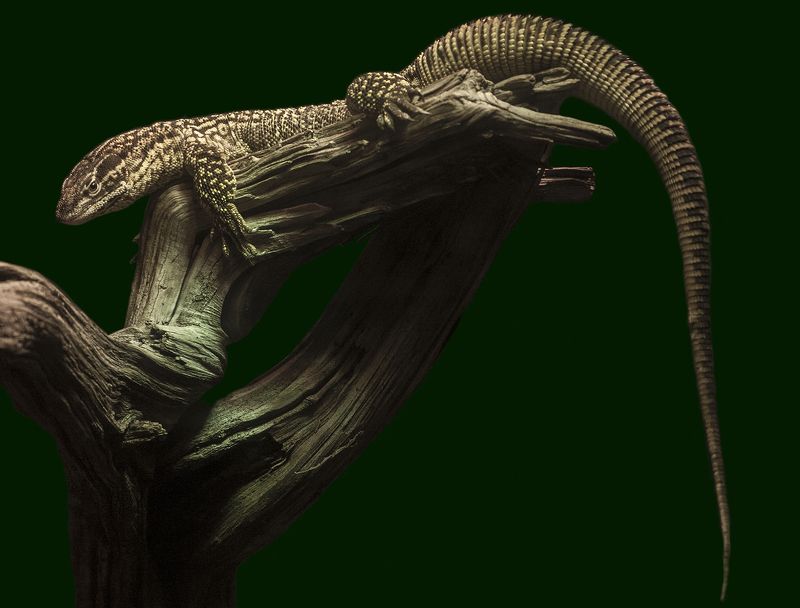 Spiny-tailed sundew фото превью