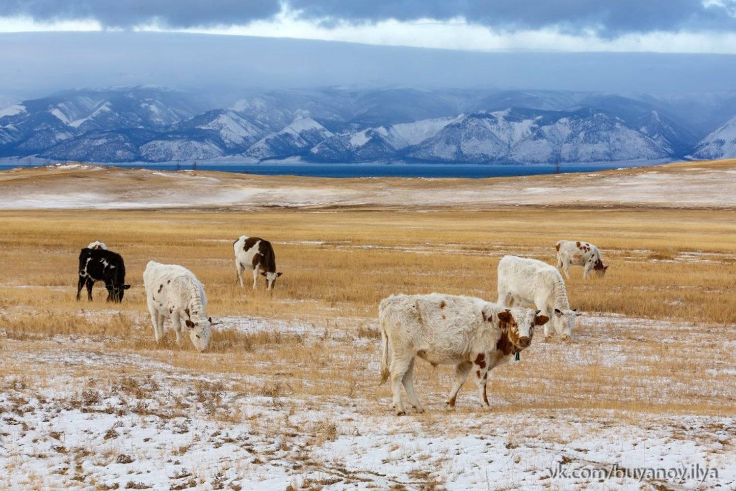 , Илья Буянов