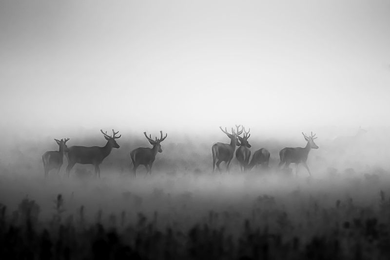 ... фото превью