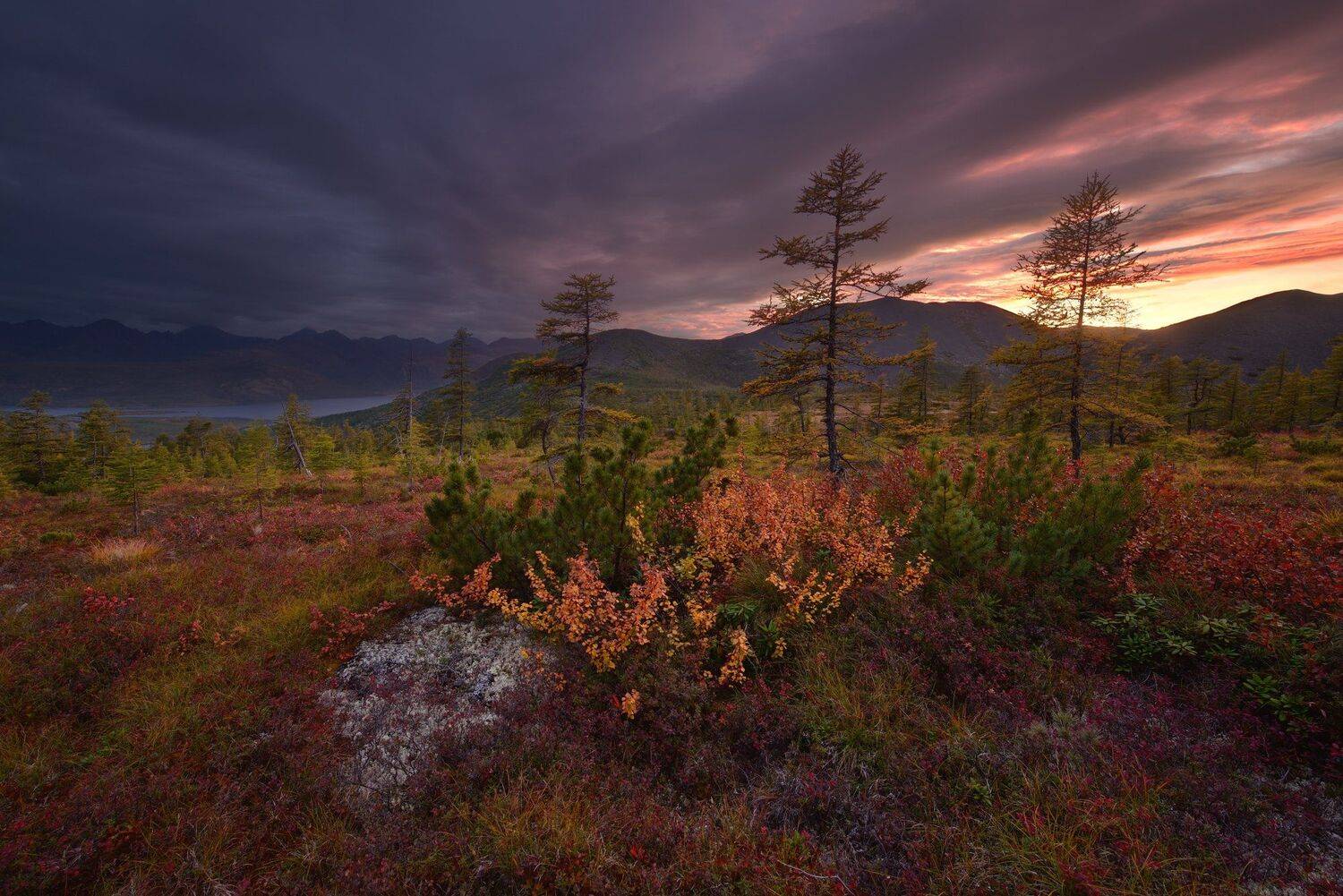 , Максим Евдокимов (www.wildphotorus.ru)