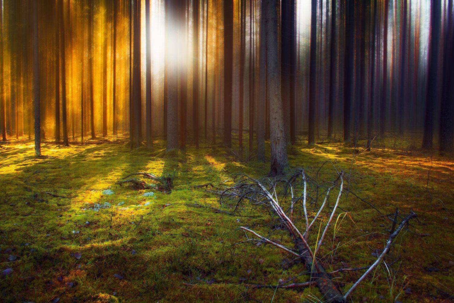 лес, утро, рассвет, осень, Екатерина