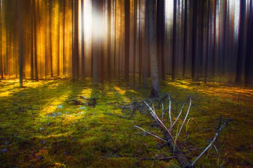 Теплота утреннего леса