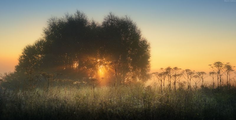 туман, поле, борщевик, солнце, небо, градиент, ежик, куст, трава, рассвет, лучи И гады бывают красивы... фото превью