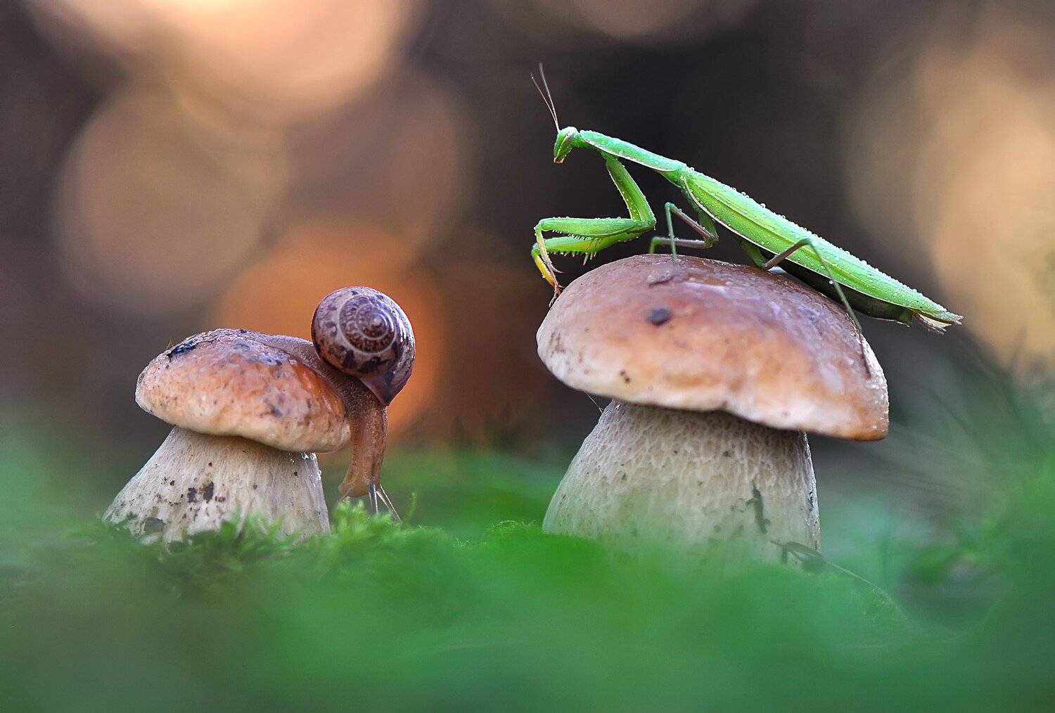 , Макеев Алексей