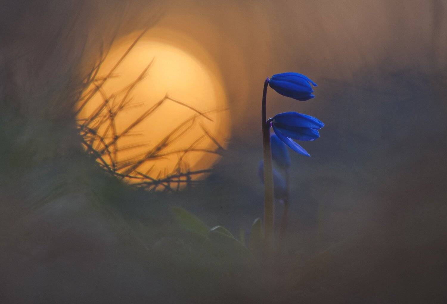 , Макеев Алексей