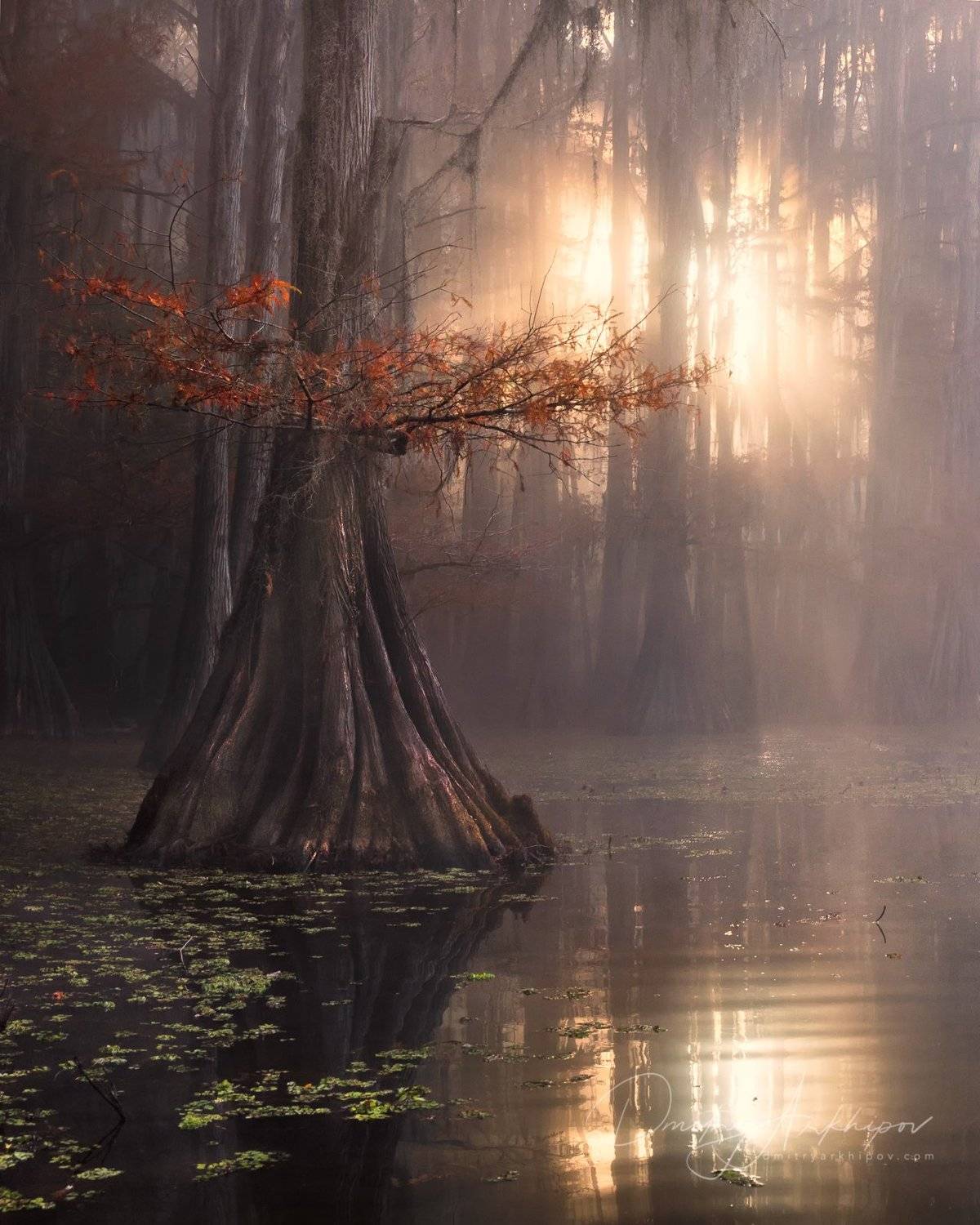 , Дмитрий Архипов