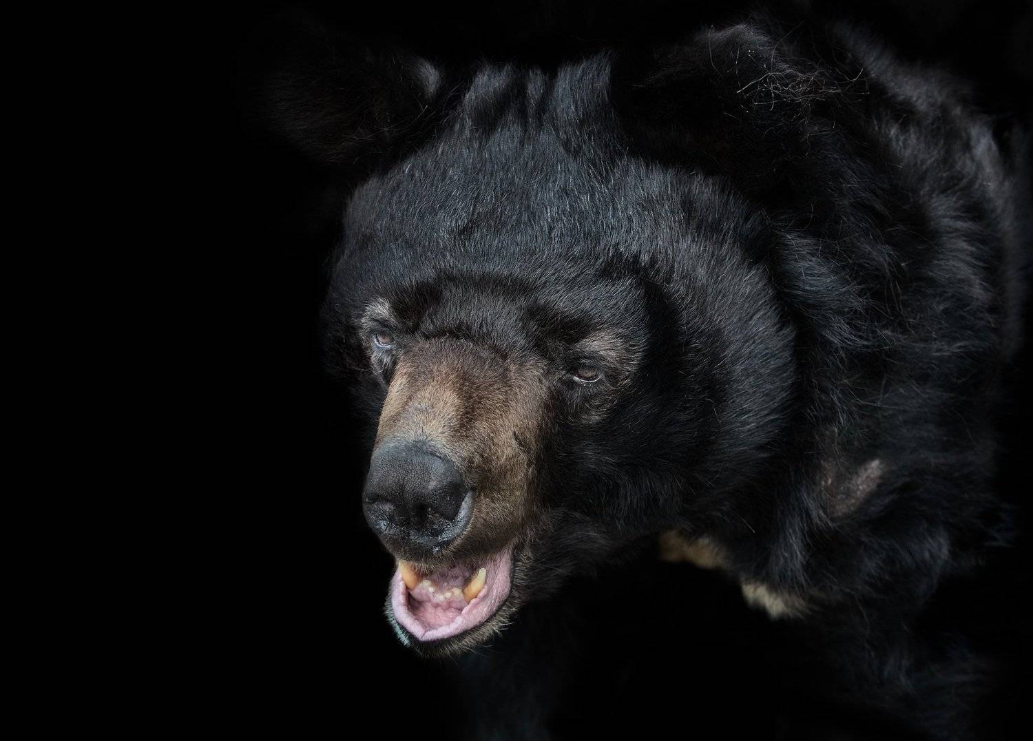 , Олег Богданов