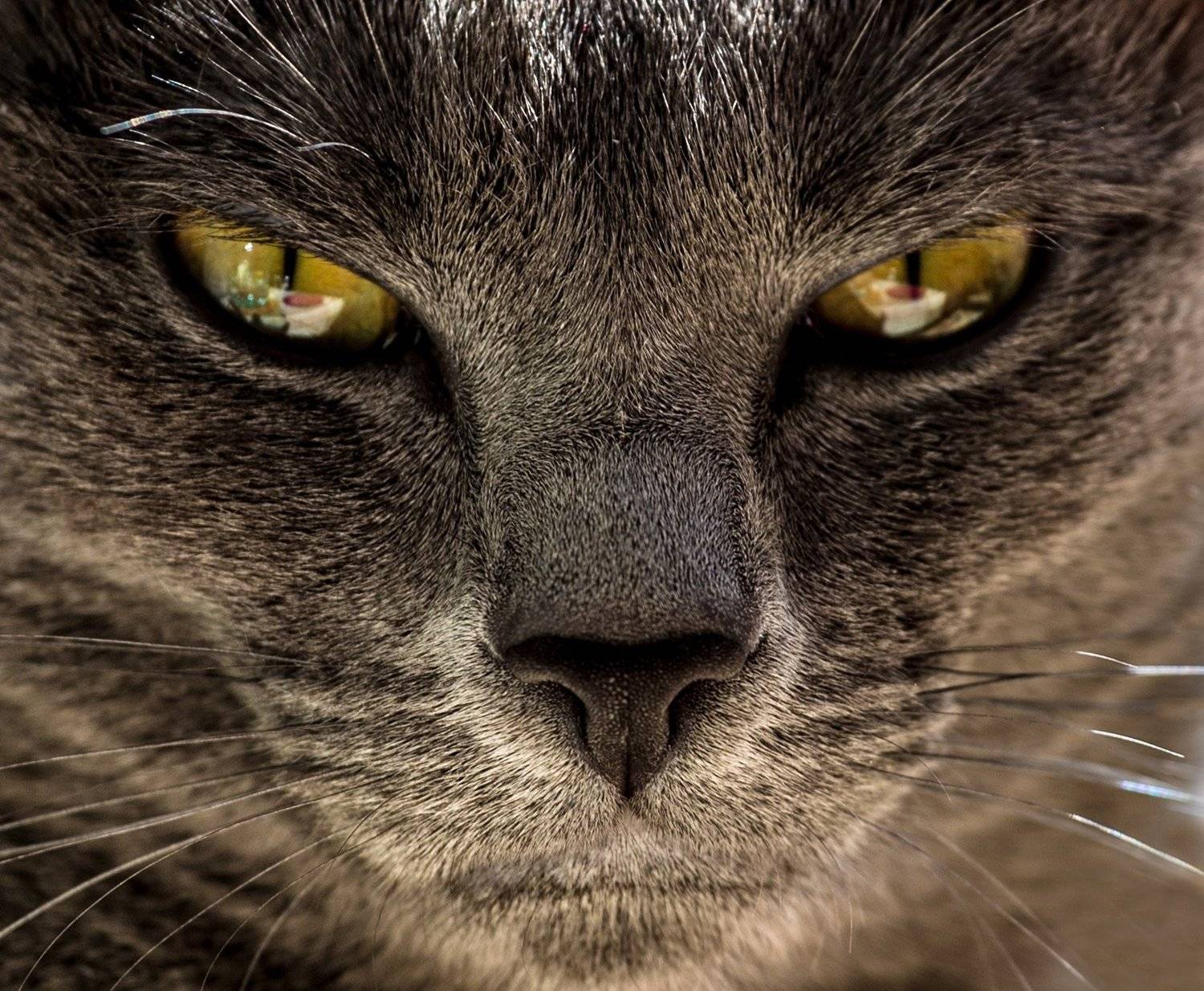 , Алексей Малышев