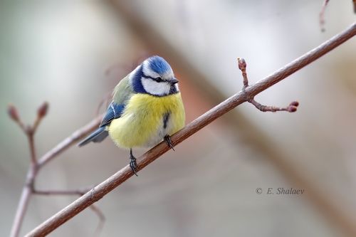 Лазоревка - Cyanistes caeruleus