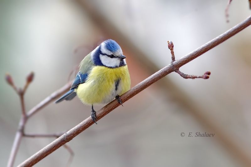 лазоревка, cyanistes caeruleus,birds,eurasian blue tit,птица,птицы,фотоохота Лазоревка - Cyanistes caeruleus фото превью