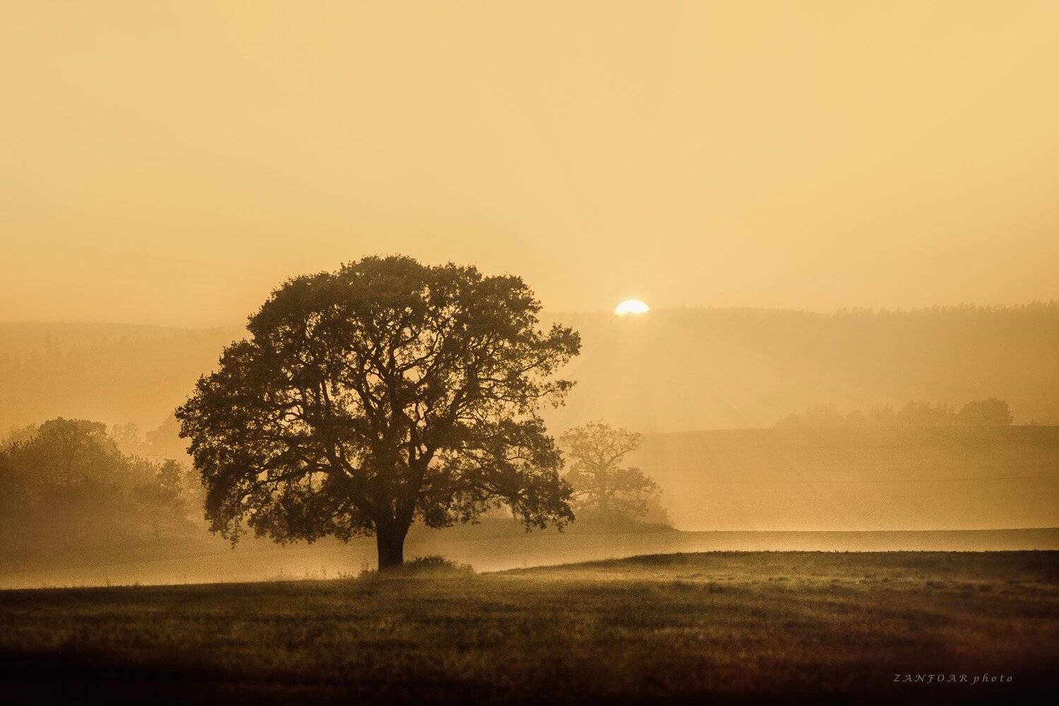 осенняя сцена,осень, сцены, настроение, туман, туман, ностальгия, закат, природа, дерево, пейзаж, ностальгия, zanfoar, чешская республика,чехия, Zanfoar
