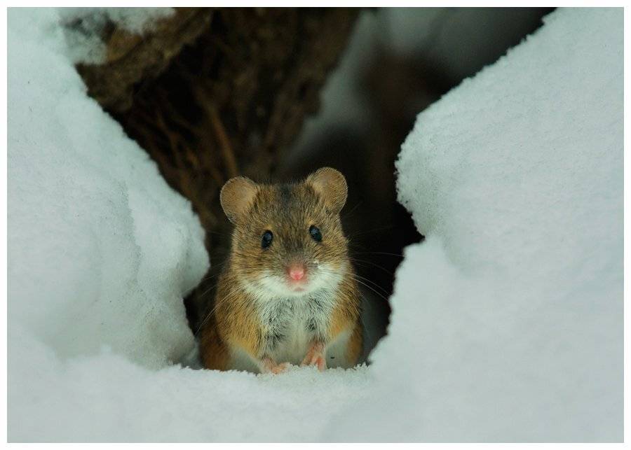 , Валерий Субачев