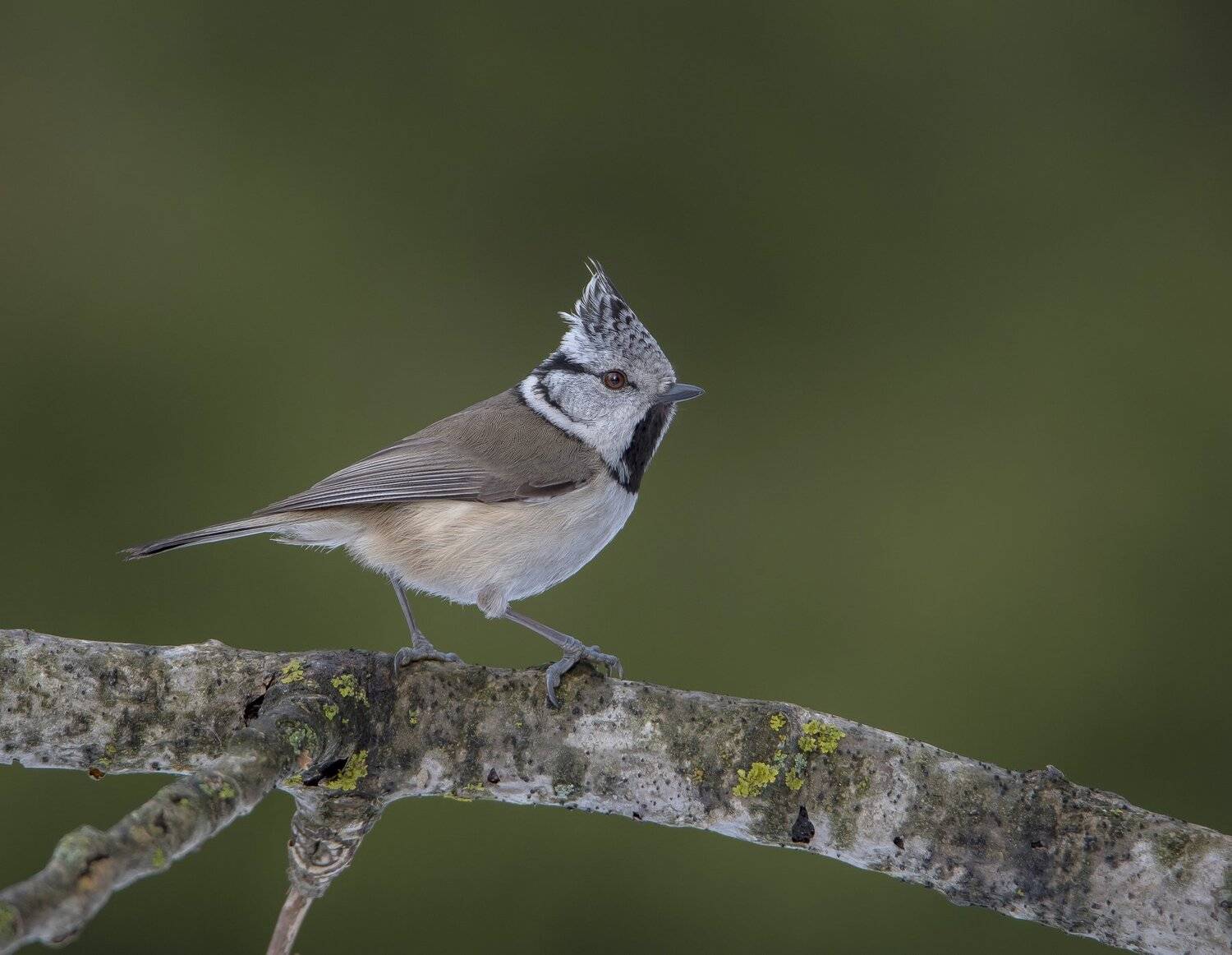 птицы,природа,зима,, Андрей Киселёв