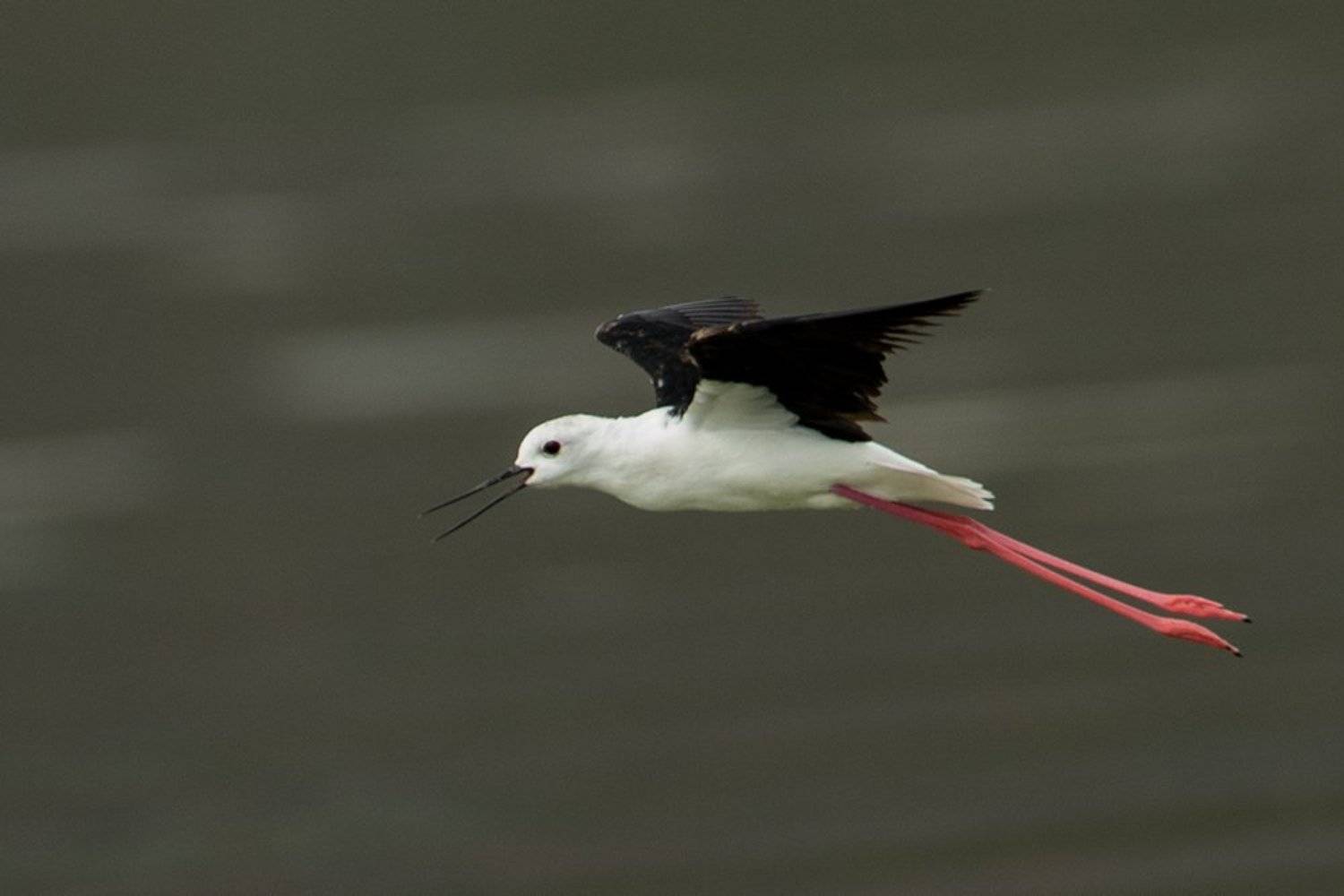 , Silvestr Szab&oacute;