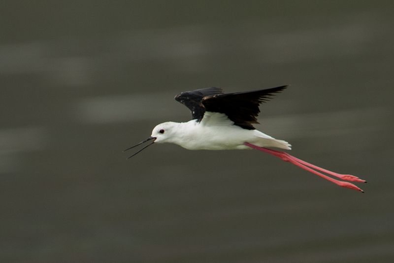 let фото превью