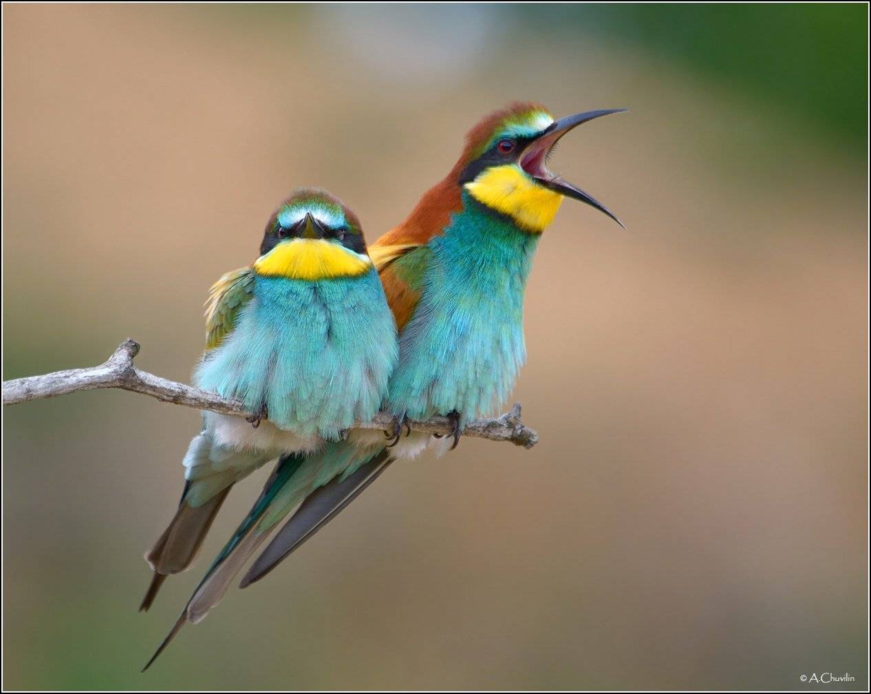 щурки,пара,песня,заслушаешься, Александр Чувилин