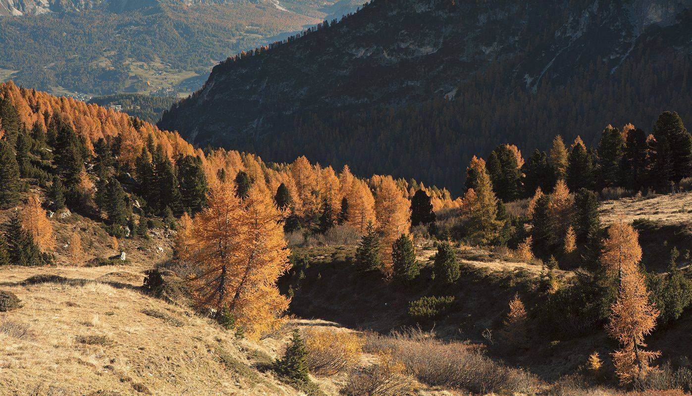 , Игорь Дубровский