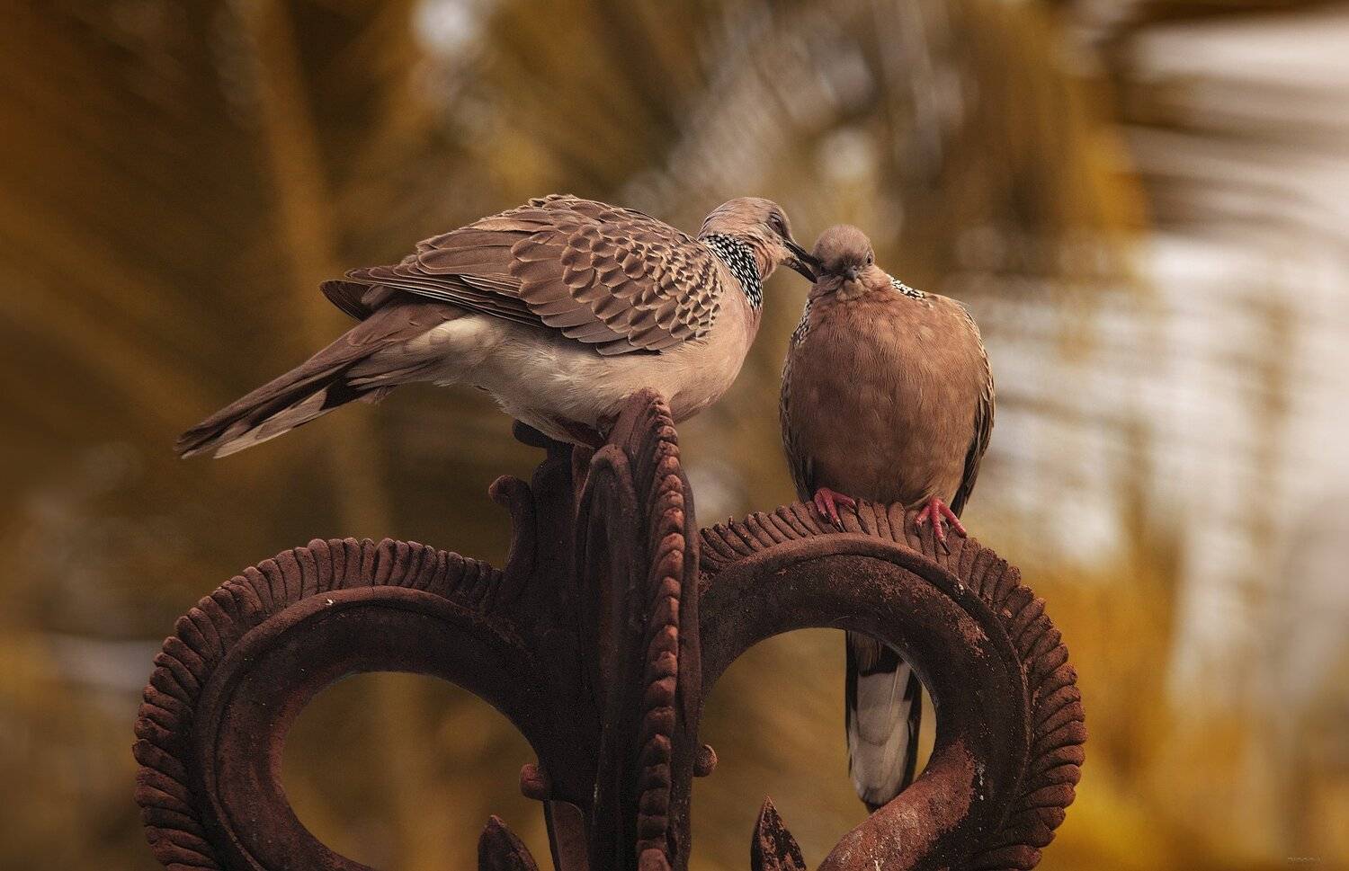 природа, животные, птицы, индонезия, Дмитрий Посевич