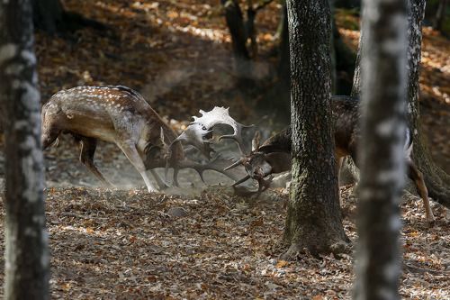 in the wood