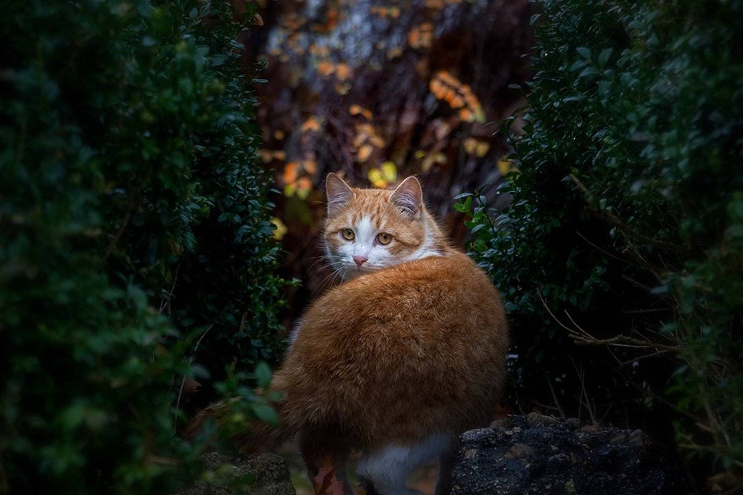 , Сергей Мироненко