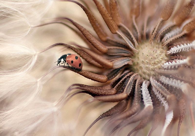 macro tadında... фото превью