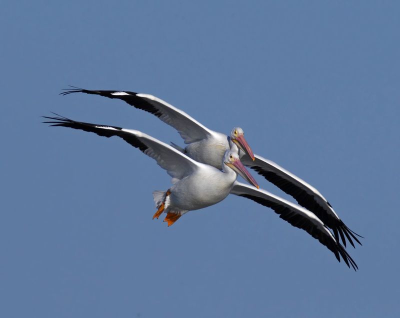 Биплан. фото превью