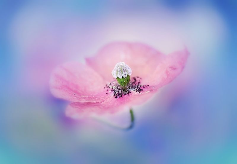 antrisolja Summertime фото превью