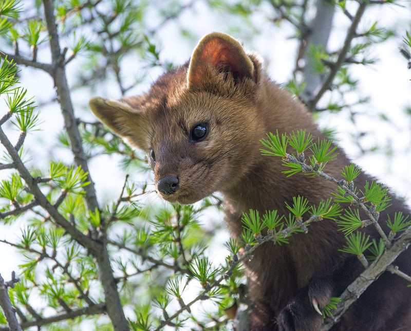 Летний соболь фото превью