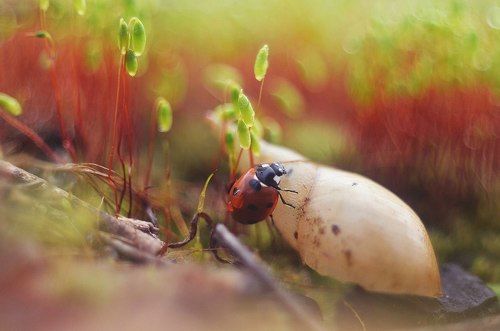 В поисках приключений