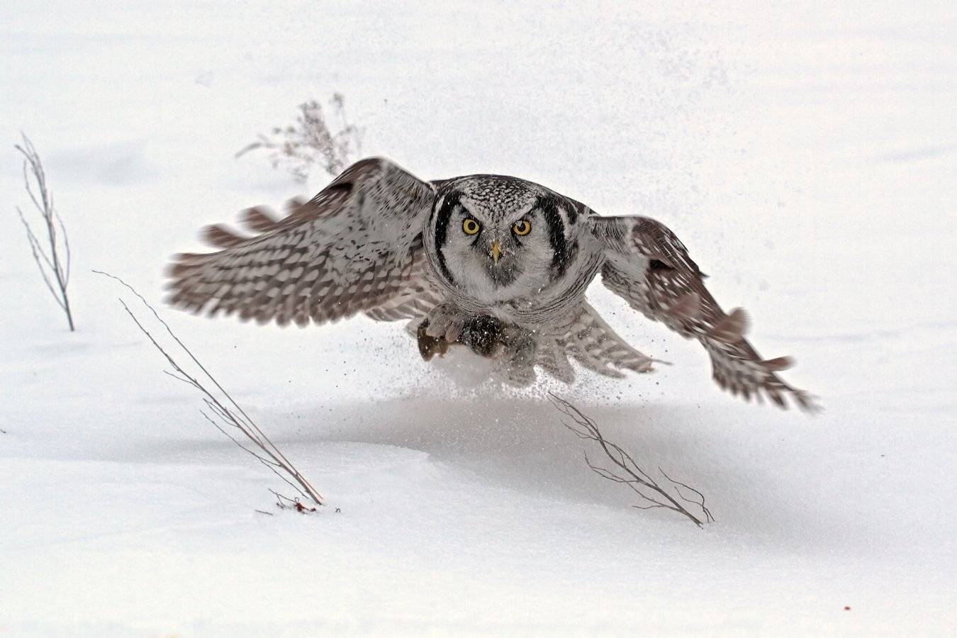 ястребиная, сова, Алексей