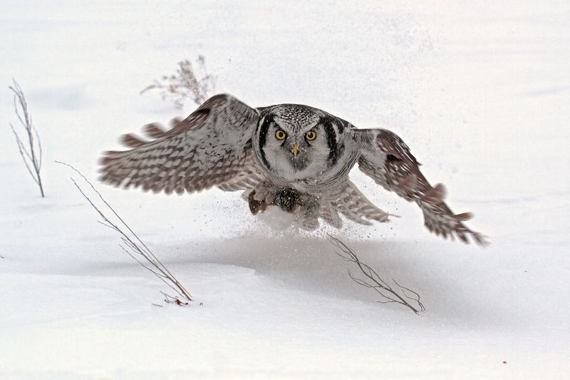 ястребиная, сова Упс... фото превью