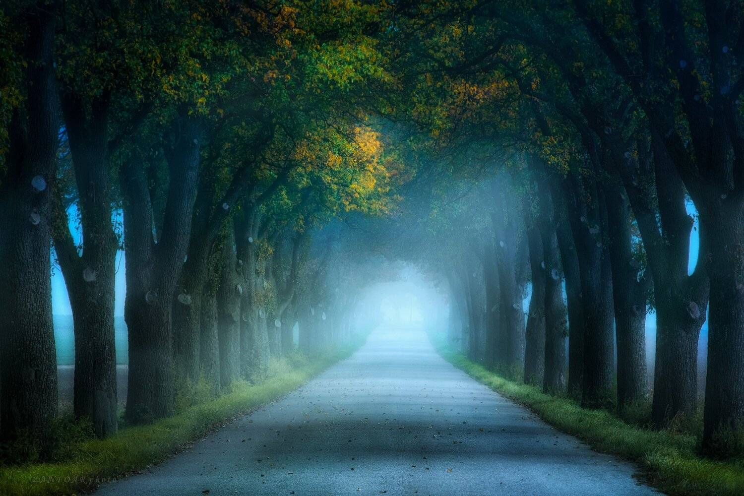 старый аллей, дымка, путь, осень, туман, лучи, zanfoar, чешская республика, хана, nikon d750,чехия, Zanfoar