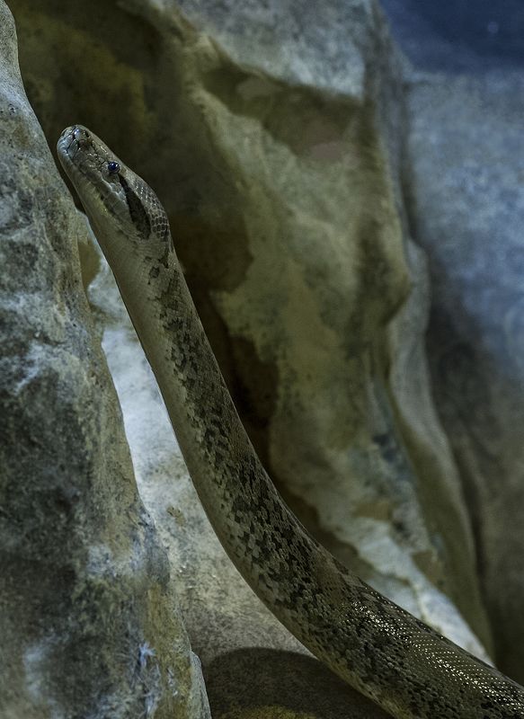 Boa constrictor фото превью