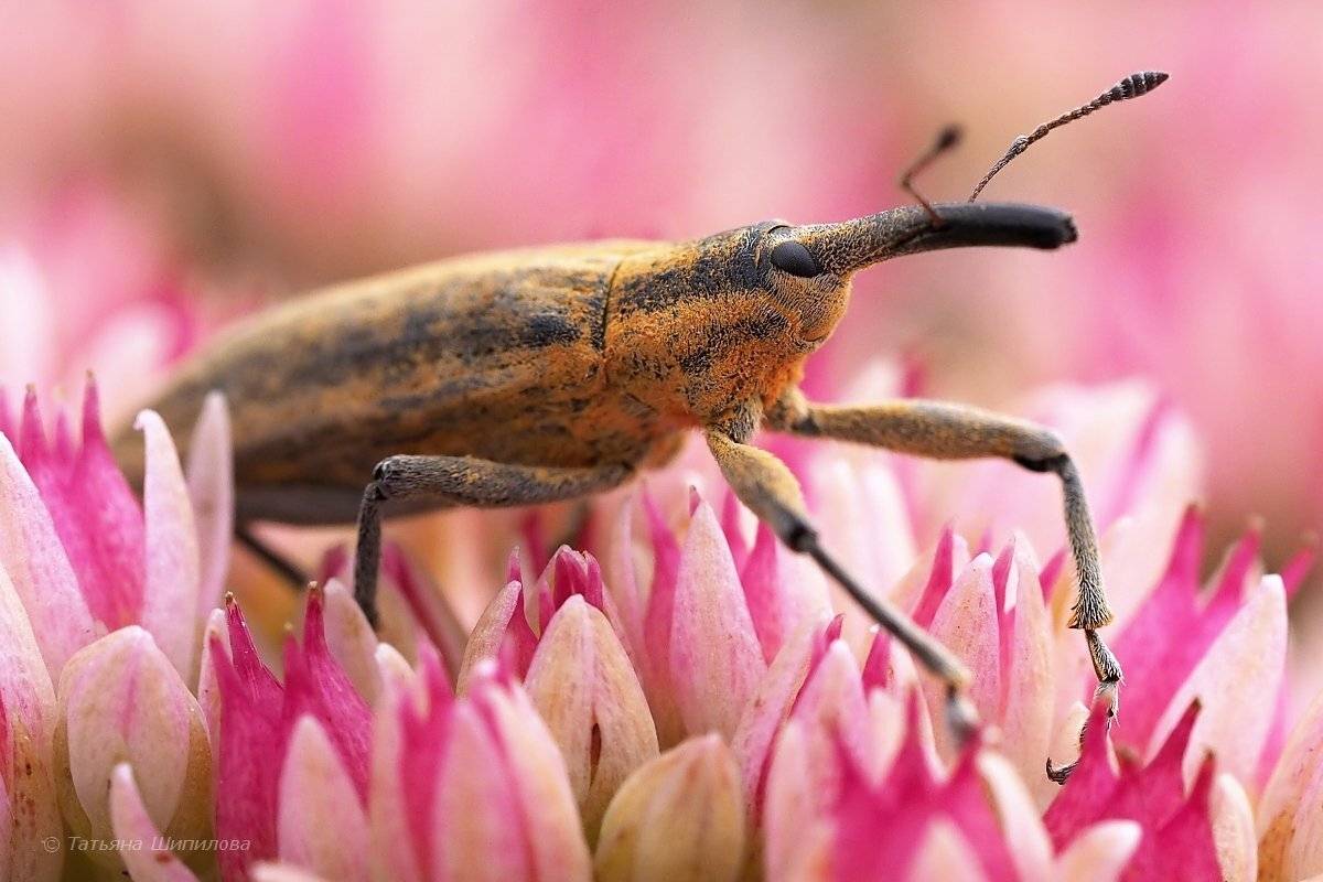 долгоносик, макро, Шипилова Татьяна