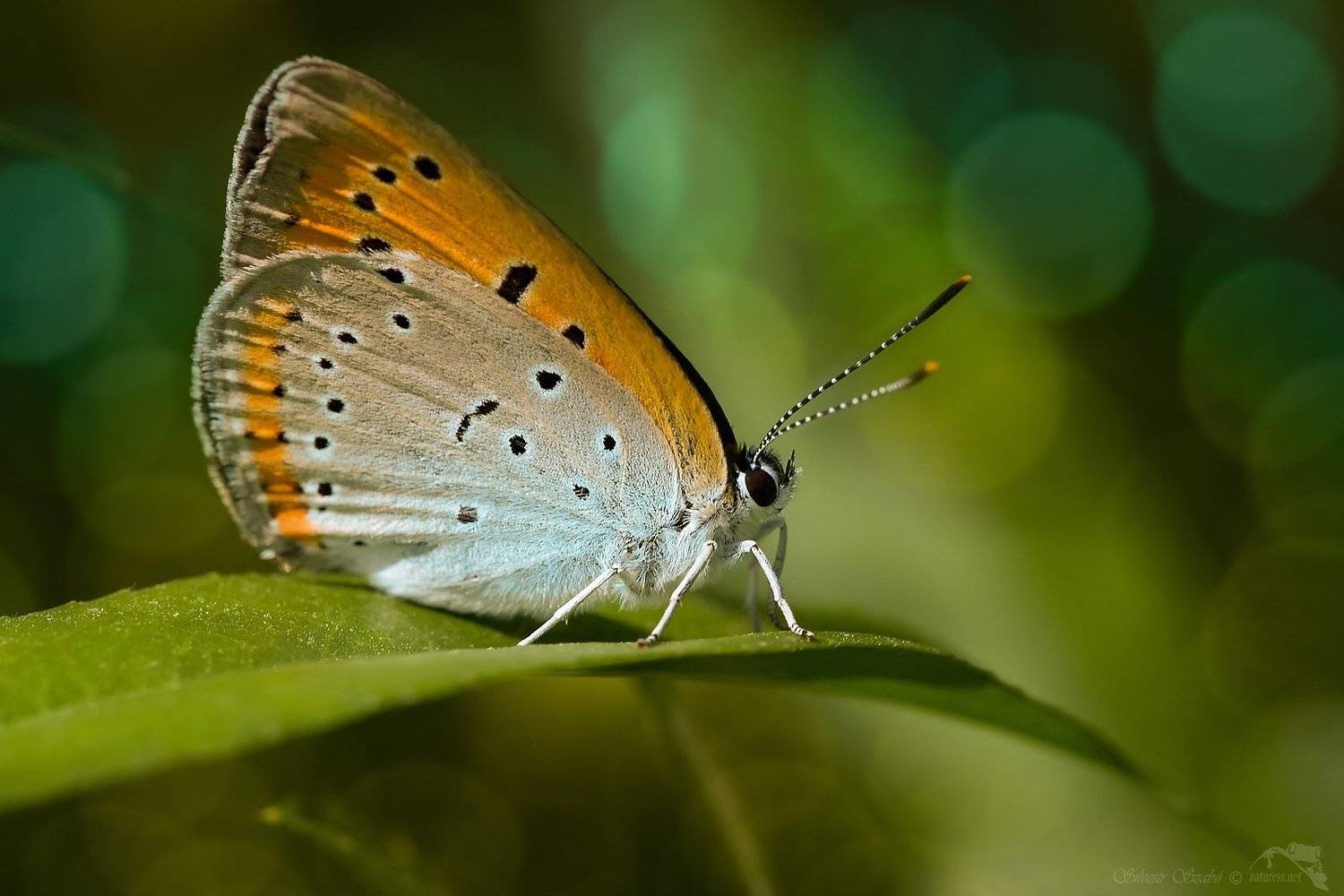 , Silvestr Szab&oacute;