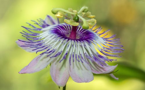 passionflower