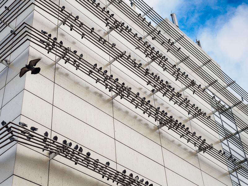 Сизари на нотном стане. фото превью