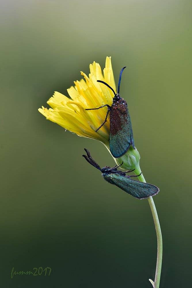 , Игорь ФУММ