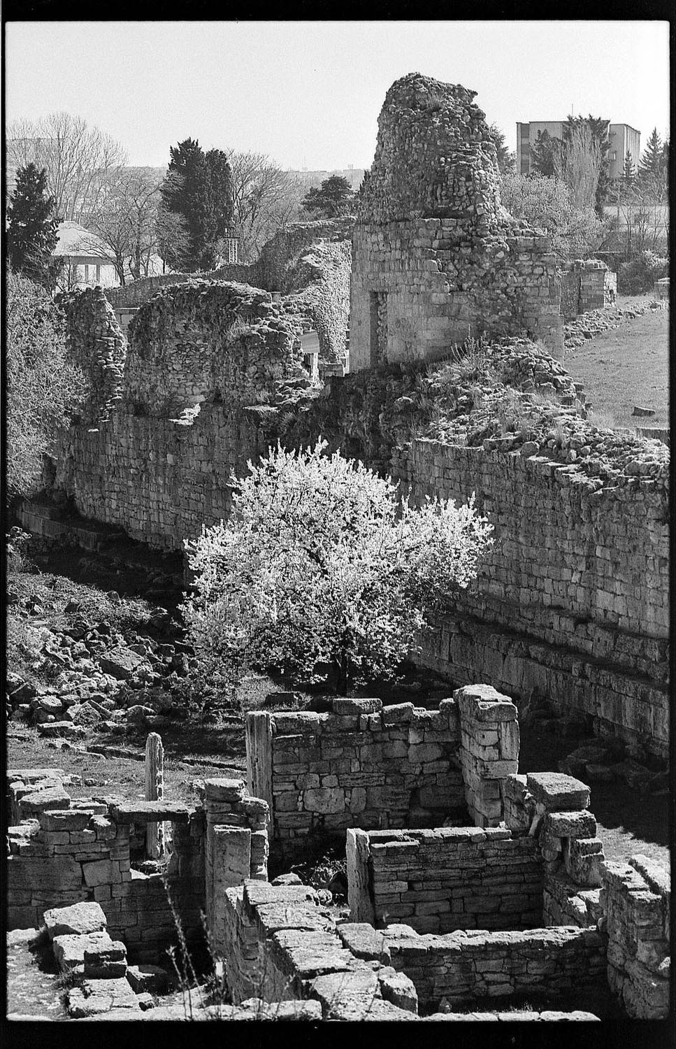 , Франгони Владимир