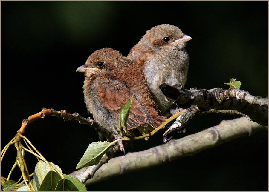 , Валерий Субачев