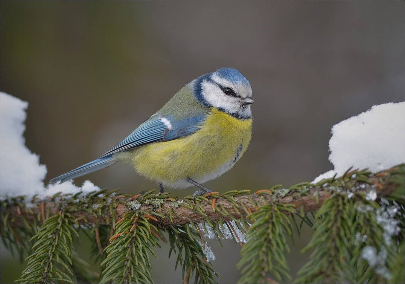лазоревка, Андрей Медведев