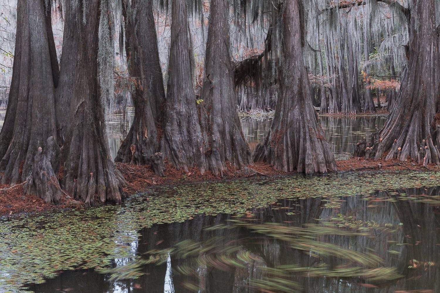 сша, америка, кипарис, болото, осень, Марина Маликова