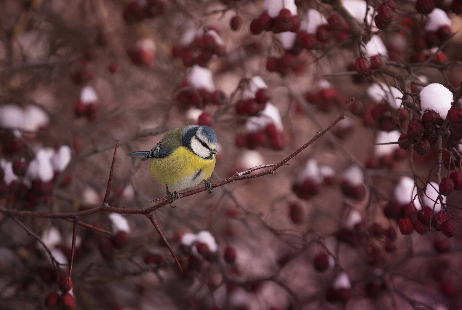 природа, лес, животные, птицы, Дмитрий Посевич