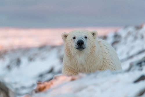 Медвежье любопытство...