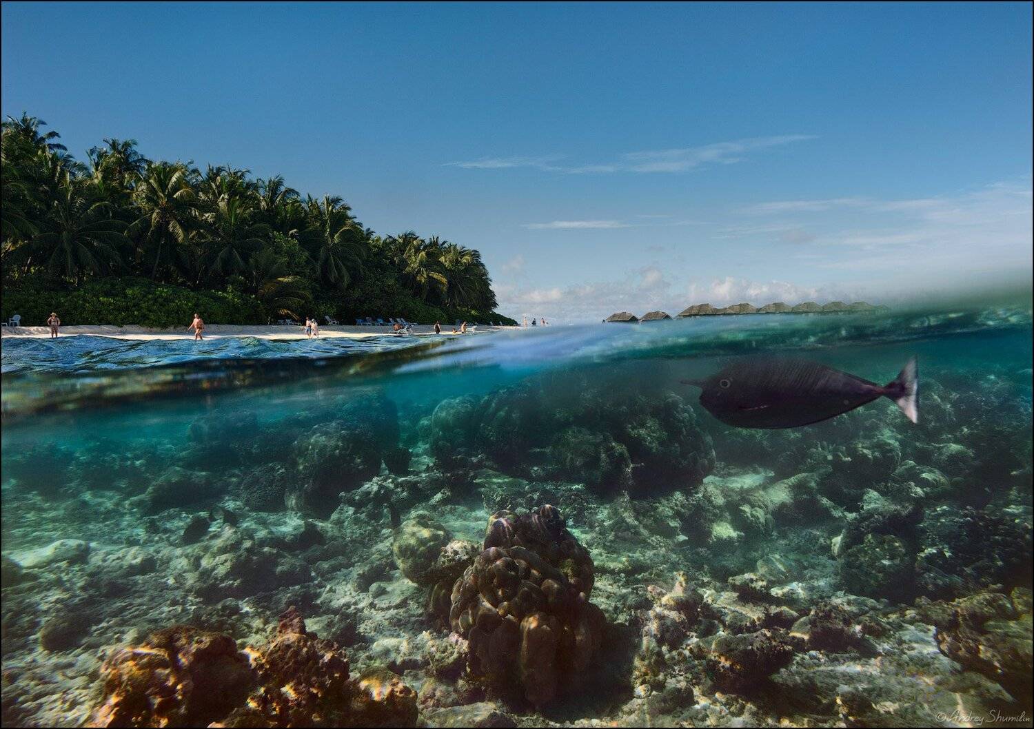 , Андрей Шумилин