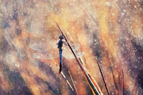 Летним утром