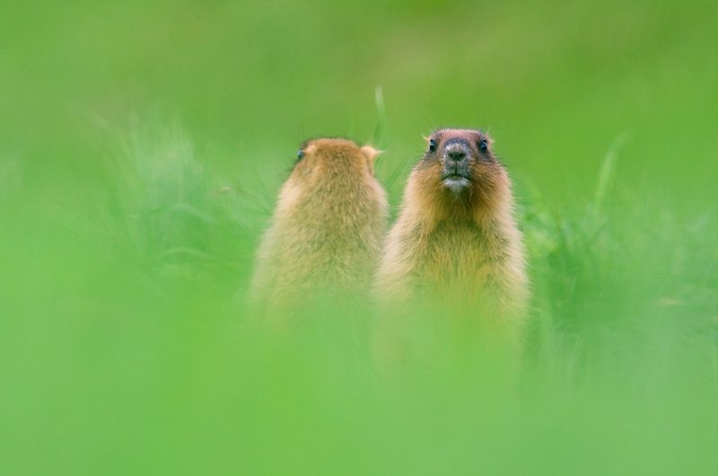 Чёткий пацан, нечёткий пацан фото превью