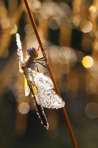 В золотом боке